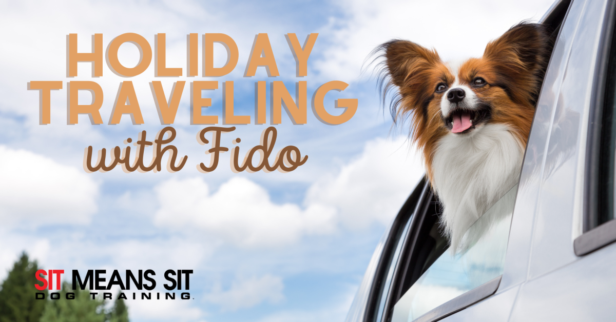 A happy dog with its head out of a car window, enjoying holiday travel. Text promotes dog training services.
