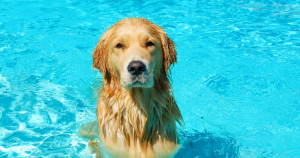 These Products Will Keep Fido Cool All Summer Long