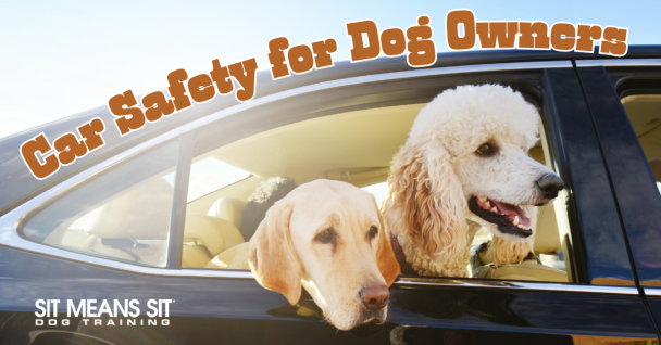 Car Safety for Dog Owners