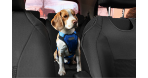 Car Safety for Dog Owners