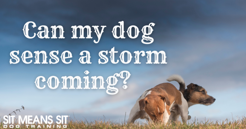 Can My Dog Sense a Storm Coming