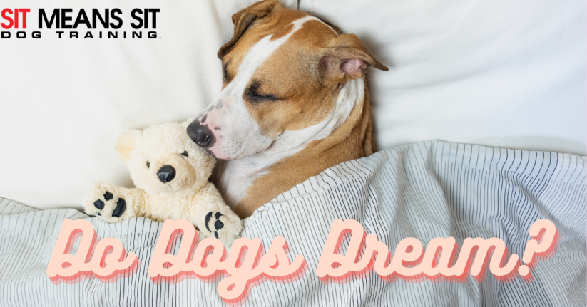 Can dogs have dreams?
