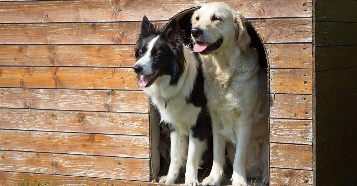Two dogs, one black and white and the other yellow, peering out from a wooden doghouse.