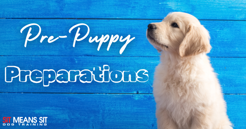 Things to Consider Before Getting a Puppy