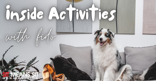 Rainy Day Activities with Your Dog