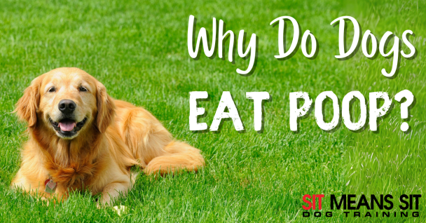 A golden retriever lying on grass with the text, "Why Do Dogs Eat Poop?" in the foreground.