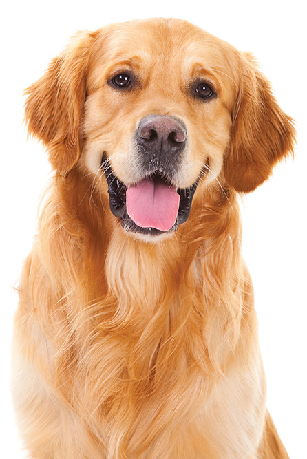About Sit Means Sit Dog Training