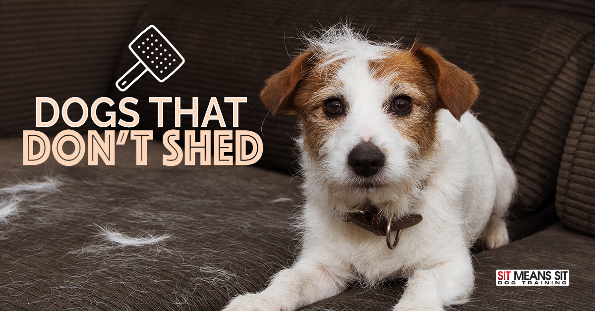 dogs that don't shed sit means sit dog training - middle