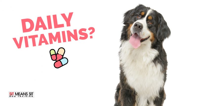 Do Dogs Need Daily Vitamins?
