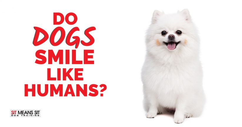 Do Dogs Smile Like Humans?
