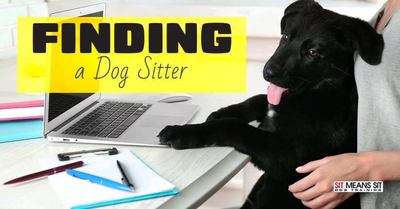 Tips for Finding a Dog Sitter