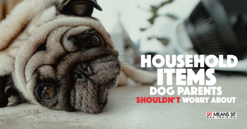 Household Items that Dog Parents Shouldn't Worry About