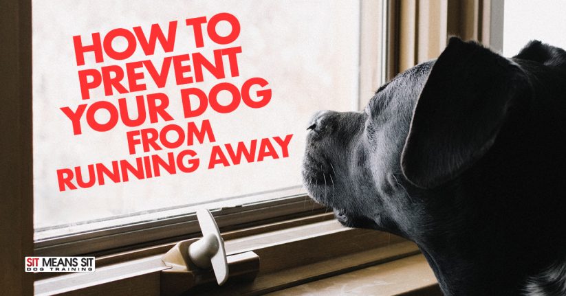 How to Prevent Your Dog From Running Away