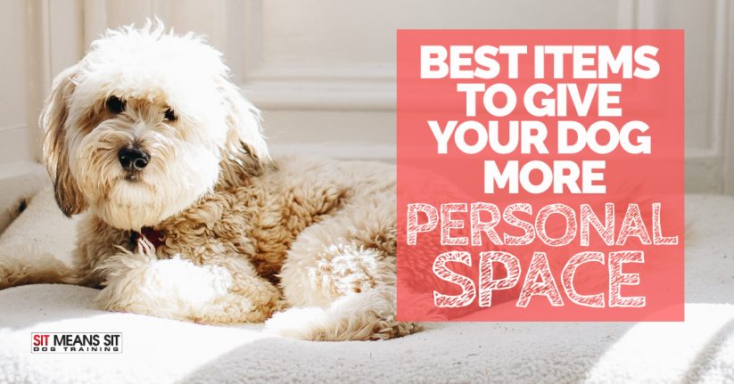 Best Items To Give Your Dog More Personal Space