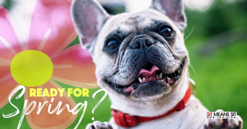Is Your Dog Ready for Spring?