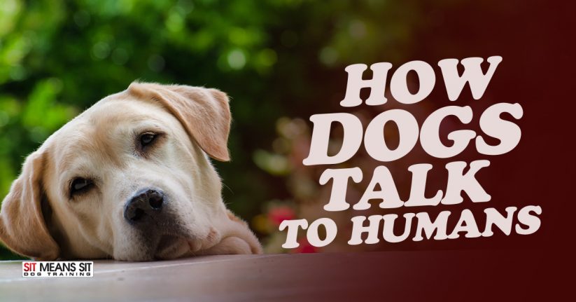 How Dogs Talk to Humans