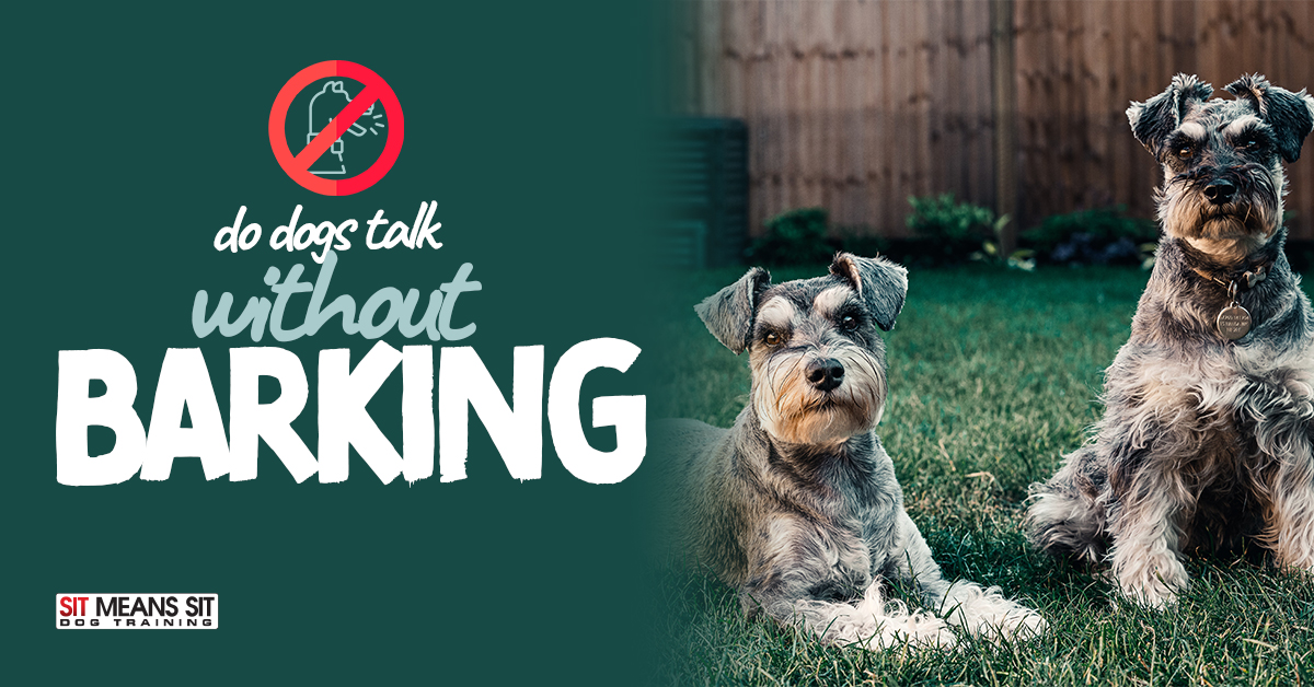 do dogs talk to each other by barking
