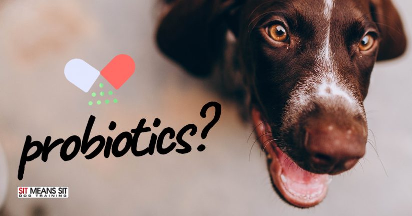 Do Probiotics Work for Dogs?