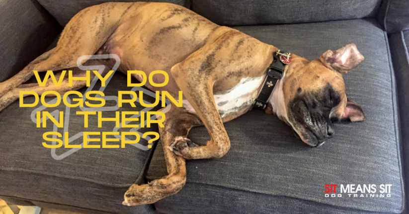 Why Do Dogs Run In Their Sleep?
