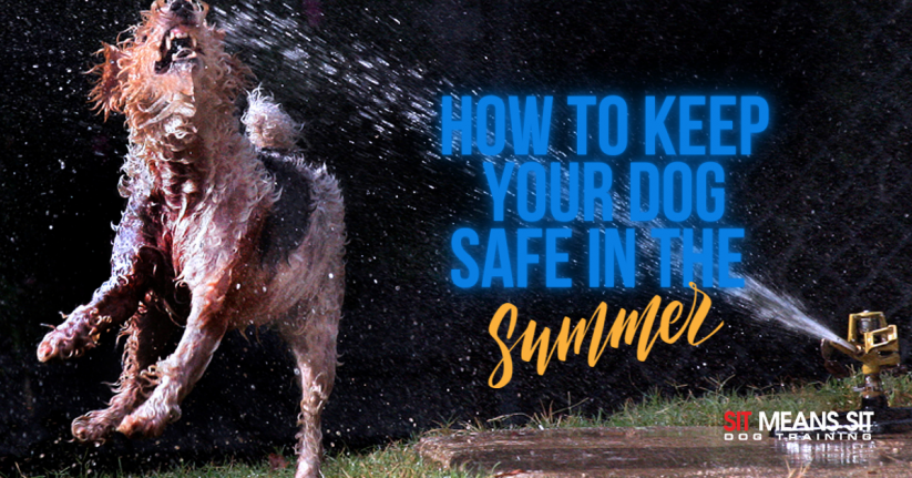 How To Keep Your Dog Safe In Summer