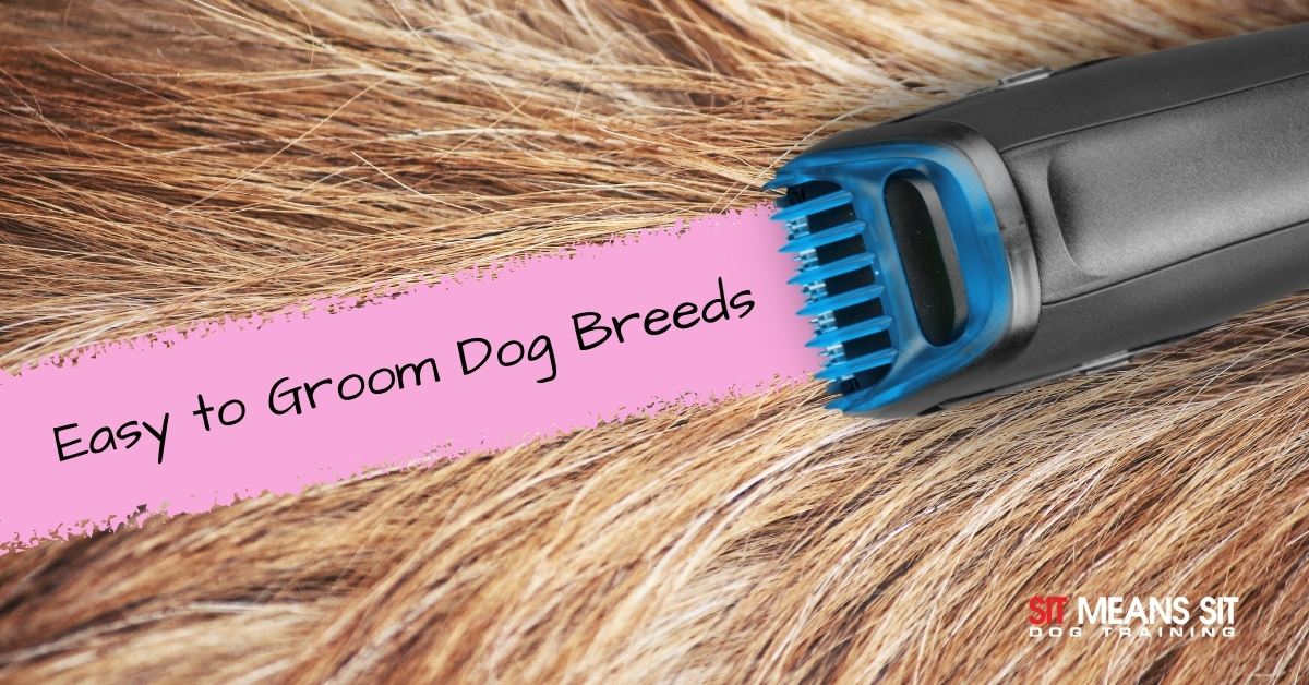 Easy to groom dog breeds poster
