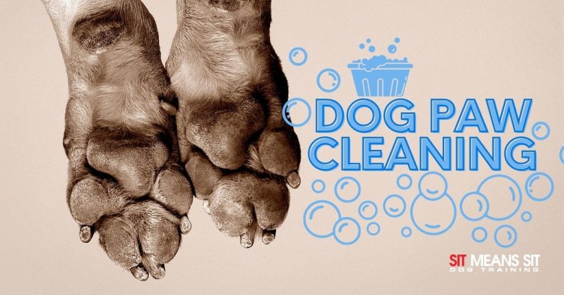 Best Dog Paw Cleaning Products 2021