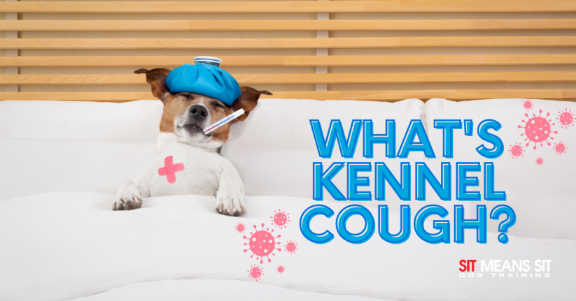 What's Kennel Cough?