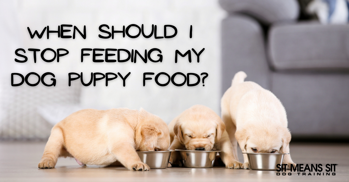 When Should I Stop Feeding My Dog Puppy Food?