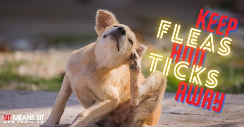 How to Keep Your Dog Safe from Ticks & Fleas