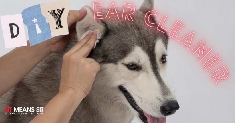 DIY Dog Ear Cleaner