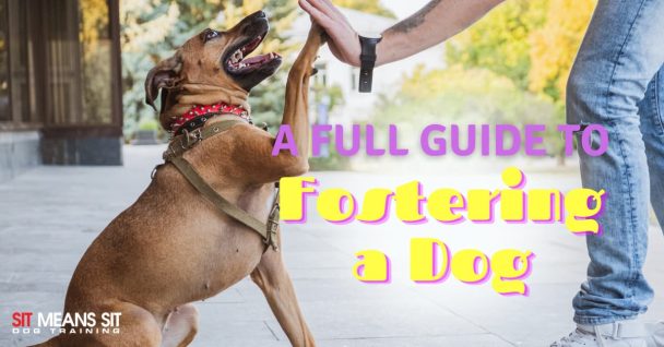 A Full Guide on Dog Fostering