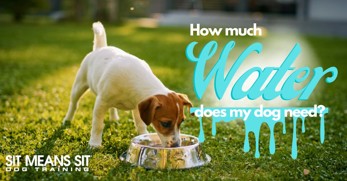 How Much Water Does My Dog Need?