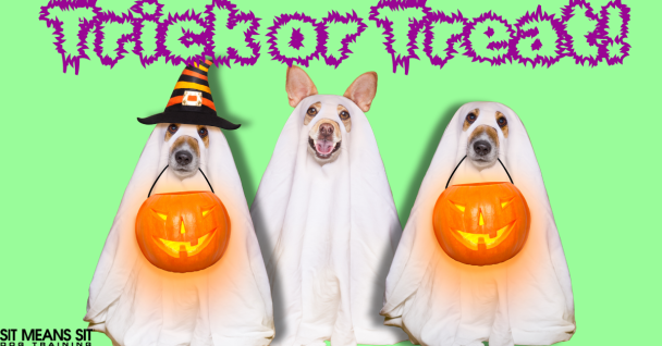 How to Safely Take Your Dog Trick-Or-Treating