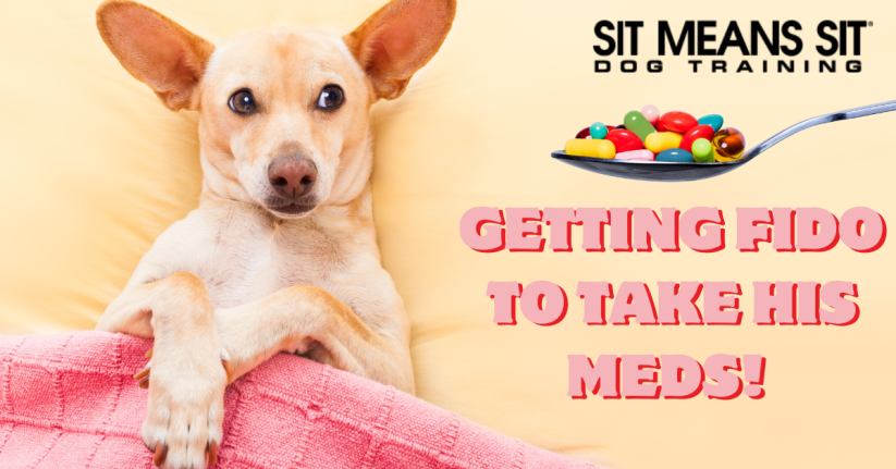Tips for Getting Your Dog to Take a Pill
