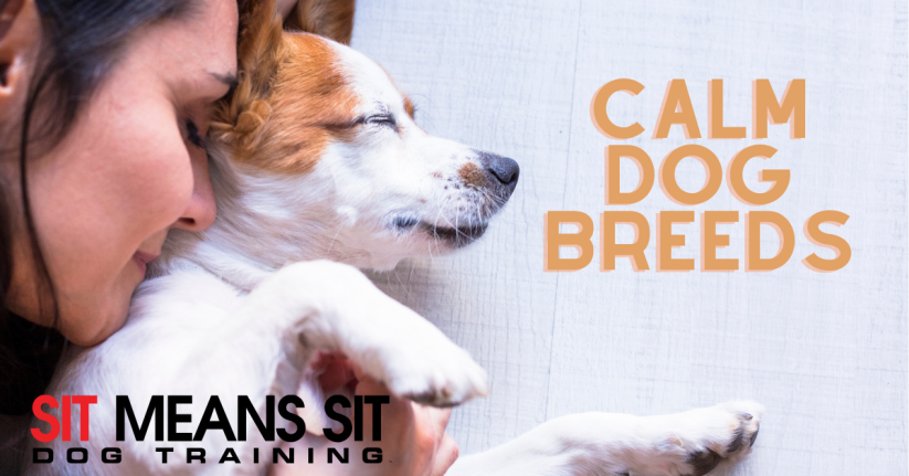The Best Calming Dog Breeds
