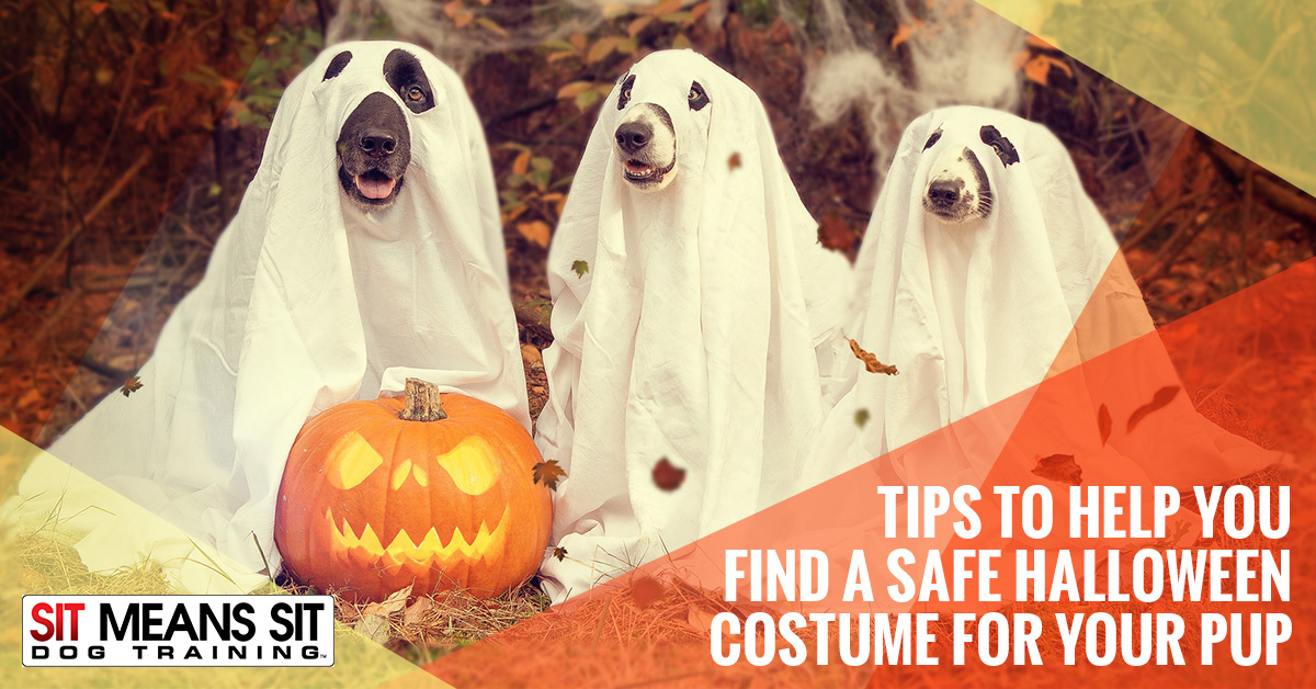 Tips to Help You Find a Safe Halloween Costume for your Pup