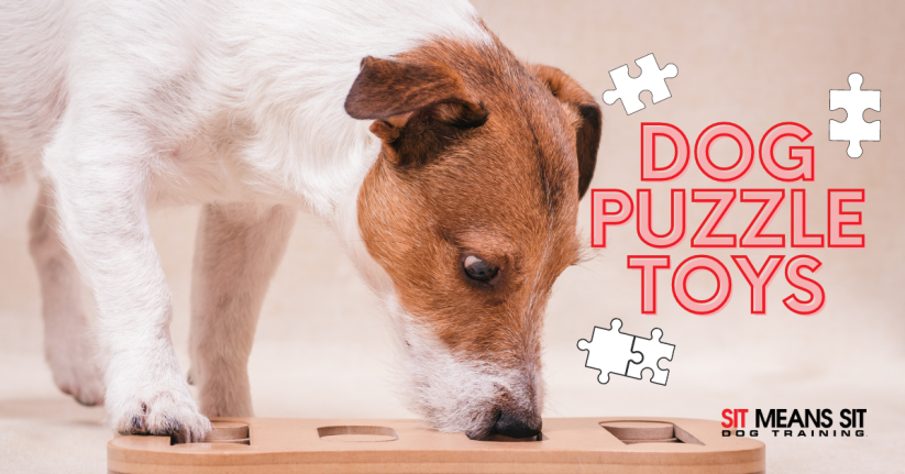 The Best Puzzle Games for a Bored Dog