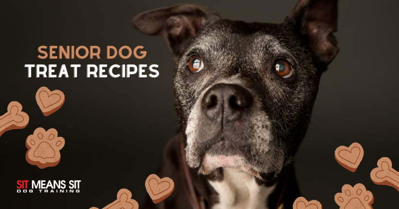 Senior Dog Treat Recipes