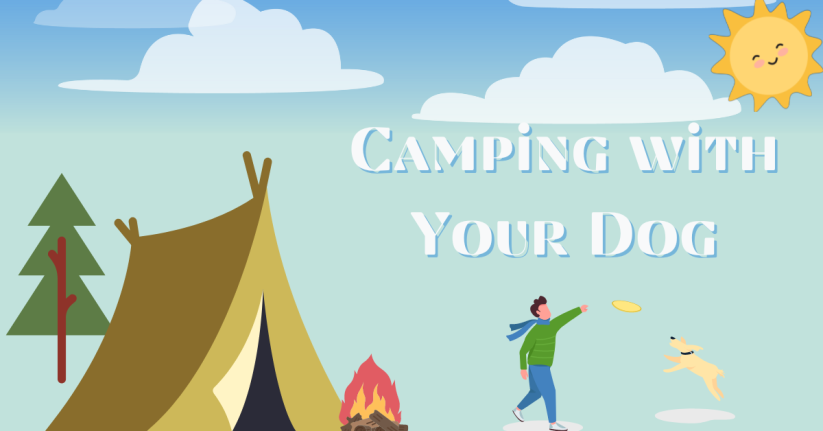 Tips for Camping with Your Dog