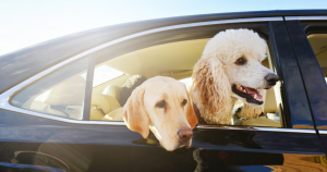 Tips for Getting Dog Smell Out of Your Car