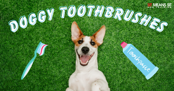 The Best Toothbrushes for Dogs