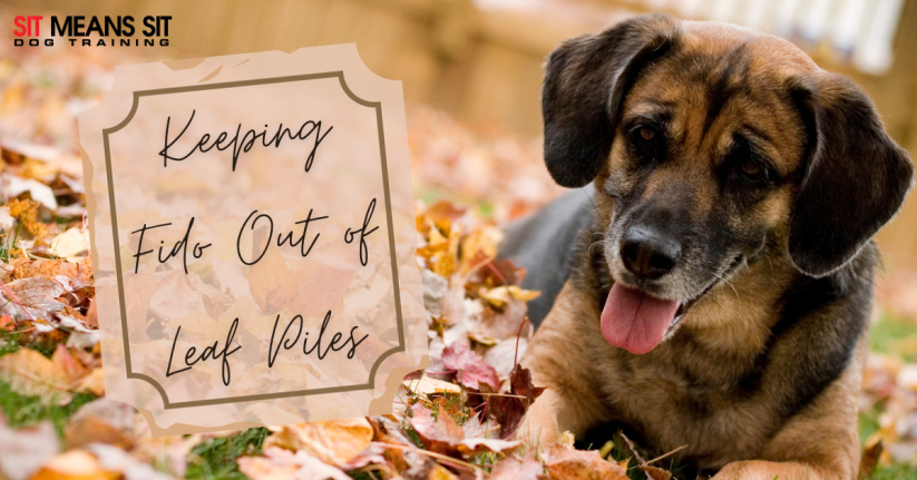 Why You Need to Keep Your Dog Away From Leaf Piles