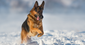 Protecting Your Dog's Paws in the Winter: A Full Guide