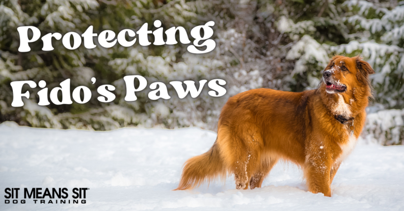 Protecting Your Dog's Paws in the Winter: A Full Guide