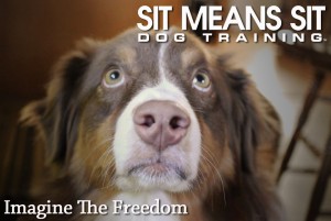 border collie sitting