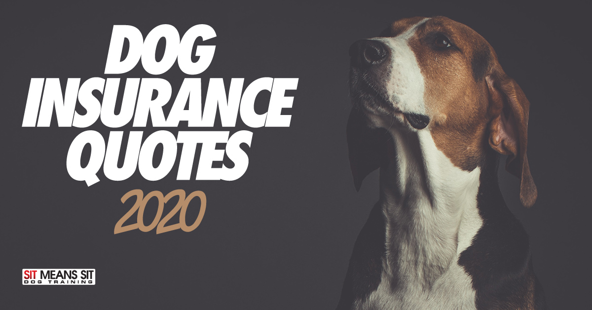 Tips for Dog Insurance Quotes 2020 | Sit Means Sit Dog ...