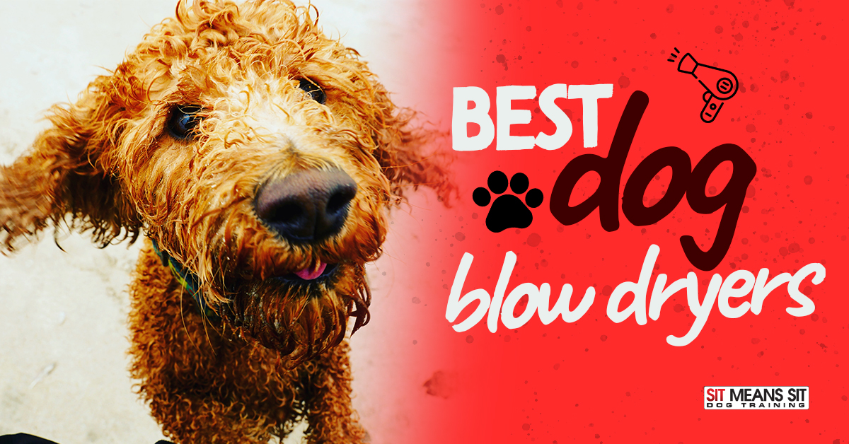 Best Dog Blow Dryers | Sit Means Sit Dog Training Nashville
