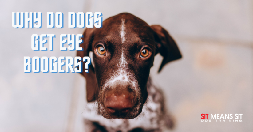 Why Do Dogs Get Eye Boogers?