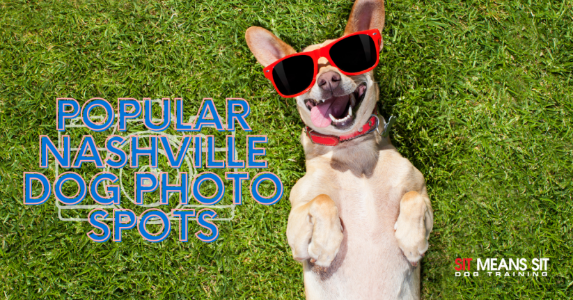 Popular Nashville Dog Photo Spots