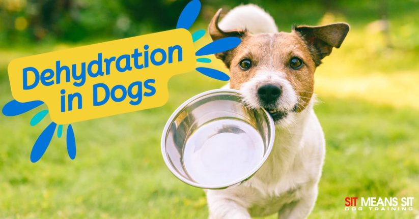 What Does Dehydration in Dogs Look Like?